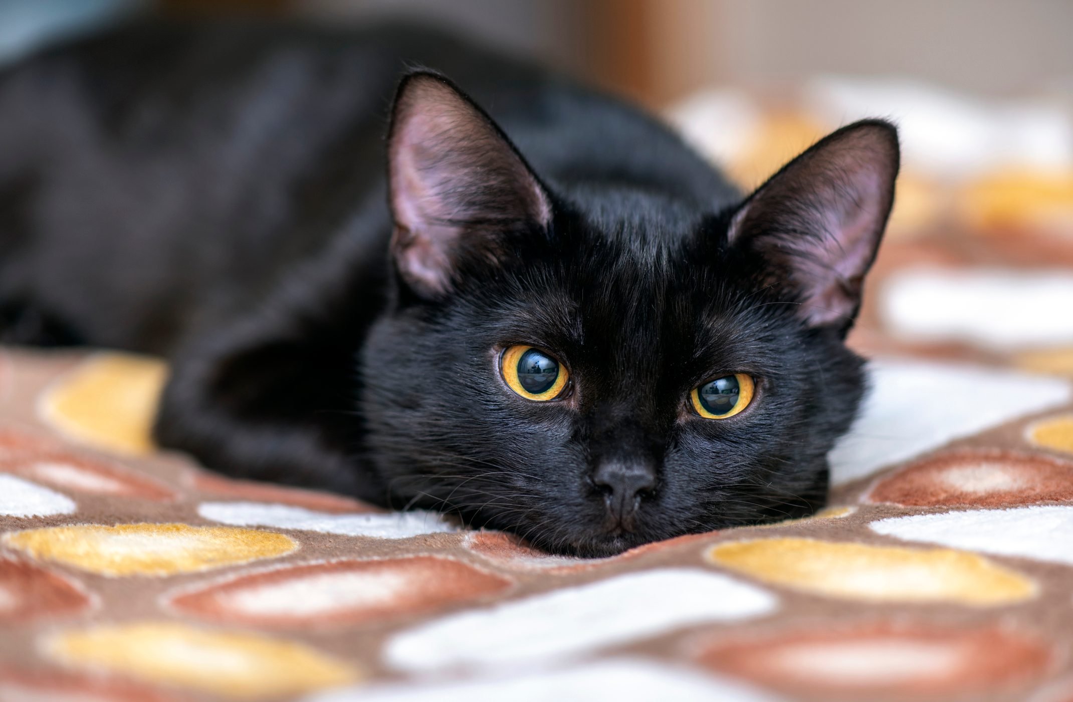 जानिए काली बिल्ली का दिखना शुभ है या अशुभ