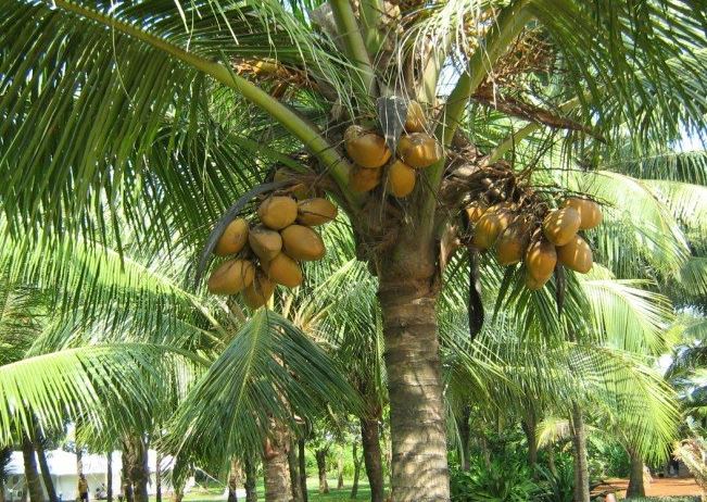 coconut 3