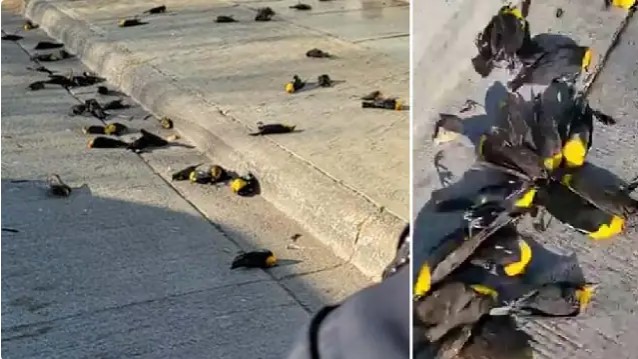Viral Video : आसमान से रहस्यमय तरीके से मृत पक्षियों का यहां गिर रहा है झुंड