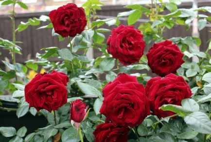 Gulab Ka Totka : गुलाब के टोटके से मिलती है सफलता, बजरंगबली सर्व मनोकामना पूरी करते हैं
