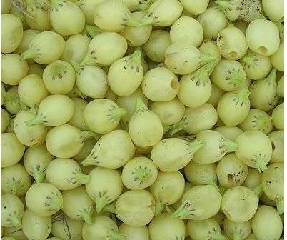 Mahua Fruit : महुआ का फल होता है औषधीय गुणों से भरपूर,  खाने से सेहत को मिलते ये फायदे