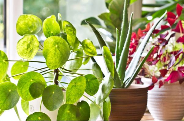 Summer Indoor Plants : घर को ठंडा रखने वाले इंडोर पौधे गर्मी में देंगे सुख, तापमान कम करने में मिलती है मदद