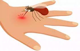 मलेरिया: जानिए मच्छर जनित रोग के लक्षण, उपचार, बचाव और नियंत्रण