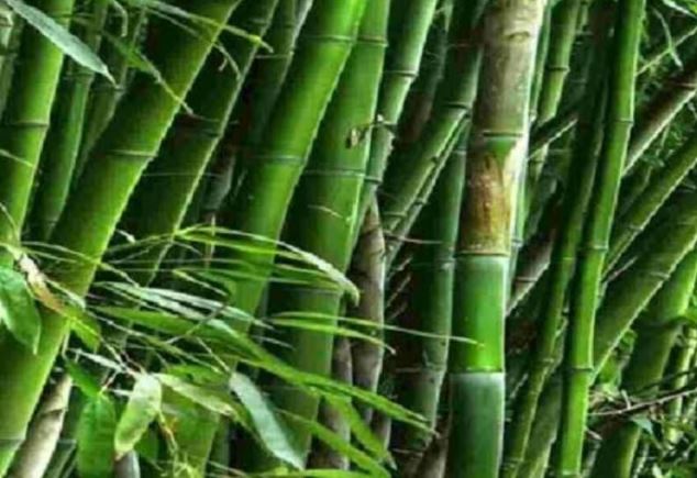 Bamboo Stick Vastu Tips : इस ‘लकड़ी’ को जलाना शुभ नहीं माना जाता, गलती करने से हमेशा बचना चाहिए