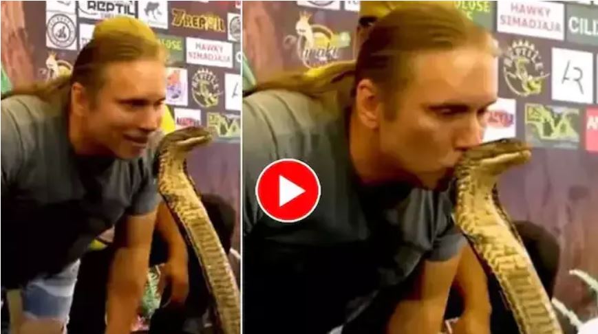 King Cobra Ka Video: एक शख्स ने किंग कोबरा को किया किस, फिर हुआ कुछ ऐसा, देखें वीडियो