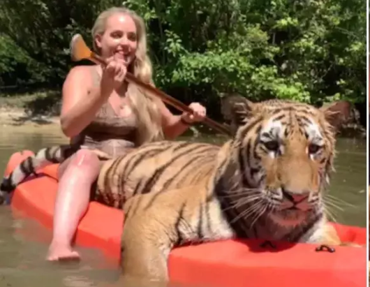 नाव पर बैठकर ये महिला बाघ संग ले रही आनंद, वीडियो देख हो जाएंगे हैरान
