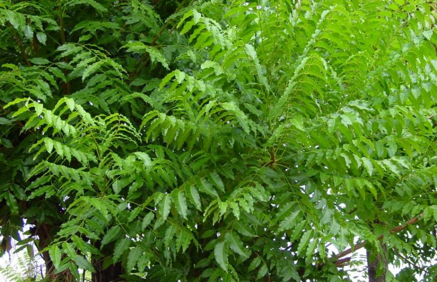 Ped Paudhe Kee Pooja : विश्व पर्यावरण दिवस पर करें इन मंत्रों से पेड़ पौधें की पूजा, जीवन सुखमय बनेगा
