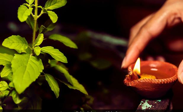 Vastu Tips : इस कारण से भी तुलसी का पौधा सूख जाता है, इस दिन छोड़कर पौधे  के नीचे जलाएं घी का दीया