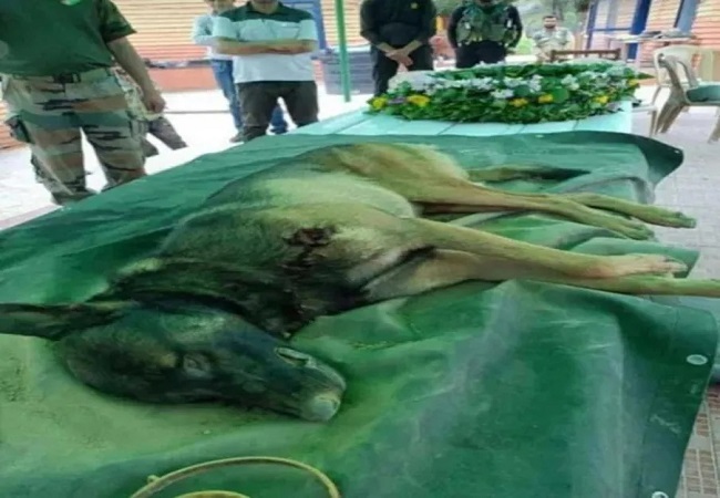 Army Dog Axel ने आतंकियों से लोहा लेते हुए गंवाई जान,आतंकियों ने उस पर झोंक दी फायरिंग , लगी थी 3 गोलियां