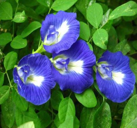 Aparajita Ke Upay : मनचाही नौकरी पाना है तो भगवान को चढ़ाएं ये नीले फूल,करियर में तरक्की के अवसर प्राप्त होंगे