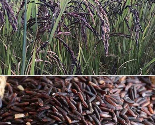 Black Rice Farming : ये चावल नहीं काला सोना है, खेती करके आप भी साल में कमा सकते हैं लाखों रुपये