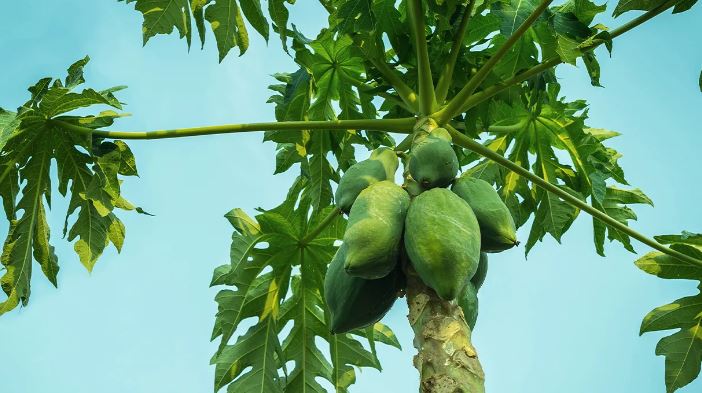 Papaya Leaves Health Benefits : पपीते की पत्तियों से इन बीमारियों का हो जाएगा इलाज, जानिए कैसे इस्तेमाल किया जा सकता है