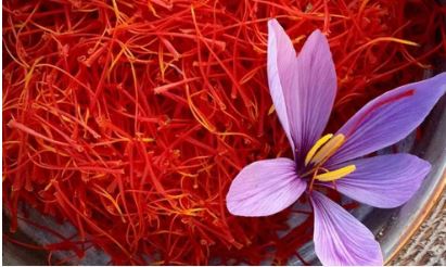 Original Saffron : गंध, रंग और स्वाद से करें असली केसर की पहचान, ऐसे पहचान करना है आसान