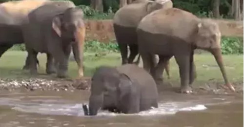 Elephant Saves Man Life From Drowning: अपनी जान जोखिम में डाल कर हाथी के बच्चे ने, छोटी बच्ची की बचाई जान  