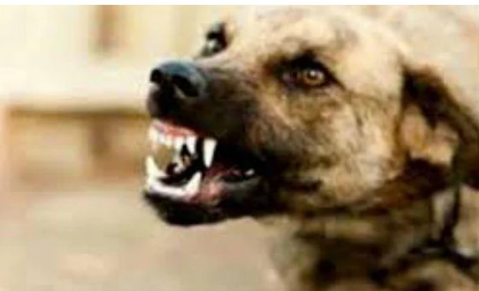 Lucknow Pitbull Attack: लखनऊ में 80 साल की महिला को पालतू कुत्ते ने की हत्या
