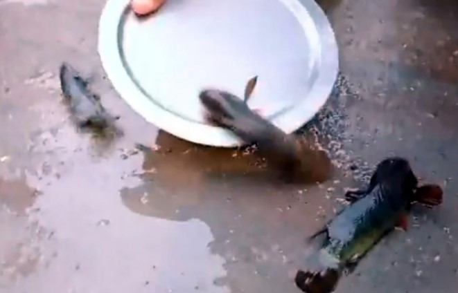 तेलंगाना में आसमान से मछलियों की हुई बारिश, वीडियो वायरल 