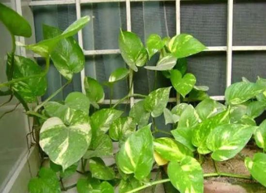 Vastu Tips : जानिए घर में किस तरह के पौधे लगाने चाहिए, घर का वातावरण सकारात्मक बना रहता है