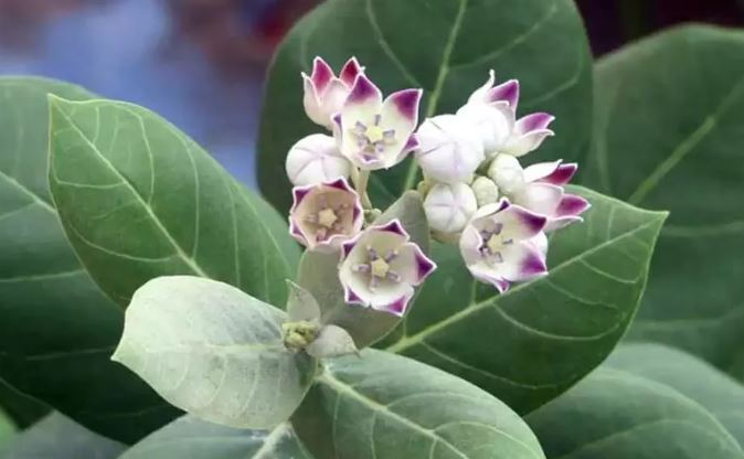 Shani Dev Ke Upay : इन फूलों से अति प्रसन्न होते है शनिदेव , अर्पित कर उनका आशीर्वाद लेना चाहिए
