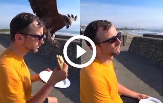 Viral Video: आदमी के हाथ से बाज छीन ले गया सैंडविच, वीडियो देख रह जाएंगे हैरान