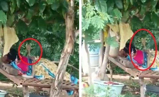 Viral Video: सोई महिला के ऊपर पड़ा था कोबरा, वीडियो देख थम जाएंगी सांसे