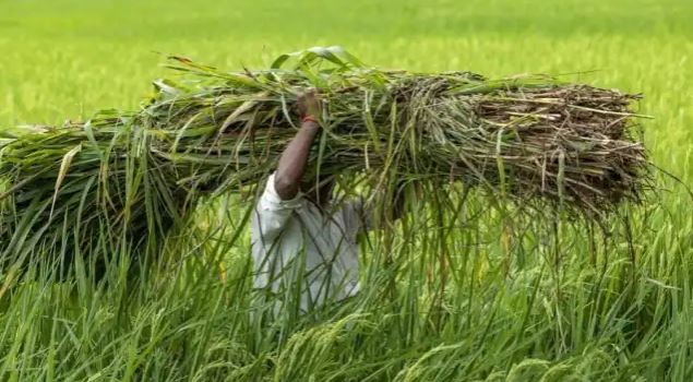 मोदी सरकार ने किसानों को दी बड़ी सौगात, लोन पर ब्याज में 1.5 प्रतिशत की छूट