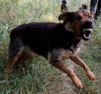 देश में जारी कुत्ते का कहर, युवक के प्राइवेट पार्ट पर हमला, देखें वीडियो