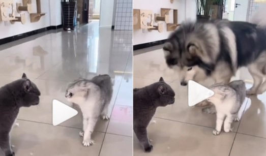 Viral Video: दो बिल्लियों की लड़ाई को डॉगी ने सुलझाया, वीडियो देख आप भी रह जाएंगे हैरान