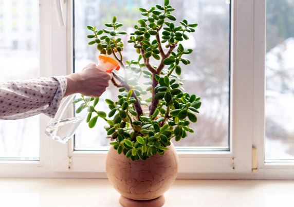 Air Purifying Plants : एयर प्यूरीफाइंग प्लांट्स को घर में जगह देनी होगी, घर में फैली नमी को सोखता है