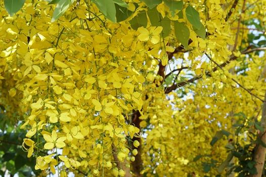 Amaltas : जड़ी बूटियां भारतीय लोगों के लिए जीवन रेखा है, अमलतास में छिपा है सेहत का खजाना