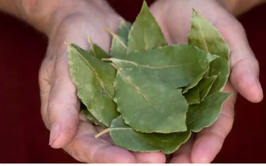 Bay leaf smoke: इस दिन तेज पत्ता के धुएं को पूरे घर में फैलने दें, सभी समस्याएं दूर होंगी