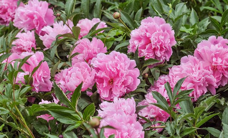 Paeonia plants : शादी में आ रही अड़चनें तो इस पौधे का लगाएं , हरे भरे पेड़-पौधों से आती है सकारात्मक ऊर्जा