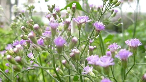 Sahadevi plant : तिजोरी में इस पौधे की जड़ को रखने से होने लगती है धन की वृद्धि , कार्य में मन लगने लगता है