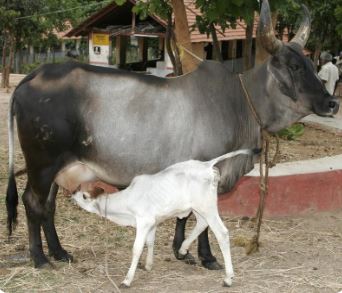 Swapna Shastra : सपने में गाय दिखाई देने का ये होता है संकेत, इसके बारे में जानिए