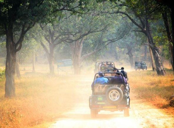 JUNGLE SAFARI TIPS : जंगल सफारी के दौरान इन बातों का रखें ध्यान, इस कलर के कपड़े पहनकर जायें