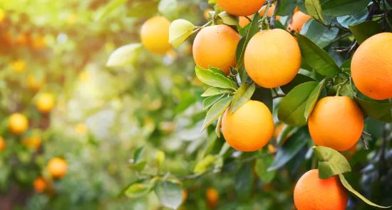 Orange Benefits : प्रतिदिन खाएं एक संतरा ,ग्लोइंग स्किन के लिए यह रामबाण माने जाते है