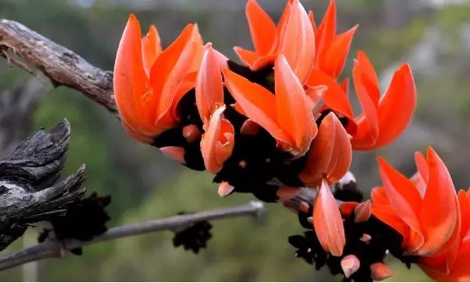Phool Ke Totke : इन फूलों के टोटके से जीवन में हमेशा सफलता मिलेगी,नए स्रोत बनते हैं