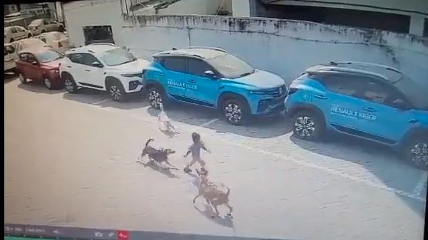 Stray Dogs Attack : हैदराबाद में आवारा कुत्तों ने चार साल के मासूम को नोंच-नोंचकर मार डाला, Viral Video देख कांप जाएगी रूह