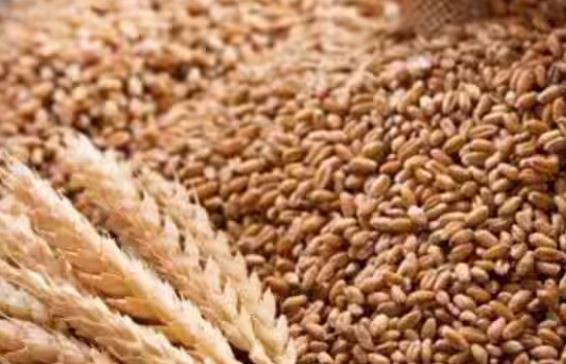 Wheat Price : जनता को बड़ी राहत,सरकार ने थोक ग्राहकों के लिए गेहूं के दाम घटाए