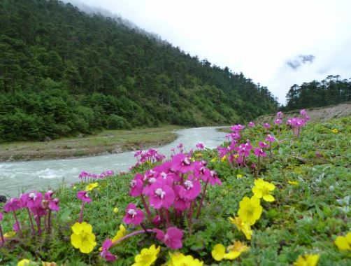 Nature’s Wonderland Yumthang Valley : युमथांग वैली में घूमने के लिए भी कई खूबसूरत जगहें हैं,मन खुश हो जाएगा
