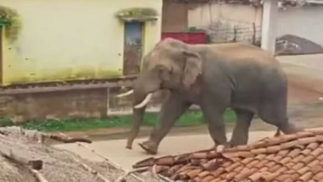 Gorakhpur News: गोरखपुर में यज्ञ के दौरान भड़का हाथी, तीन की मौत, कई घायल