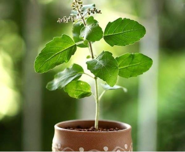 Vastu Tips : कांटेदार पौधे तुलसी के आसपास नहीं लगाने चाहिए , होती है धन हानि