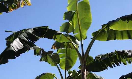 Vastu tips : सावन मास में इस पौधे को घर में लगाने से भर जाती है तिजोरी, मां लक्ष्मी की कृपा बरसने लगती है 