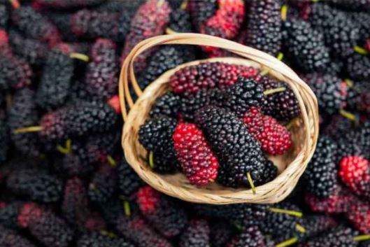 Mulberry Benefits: खट्टे-मीठे शहतूत खाने से आप स्वस्थ रहेंगे, इन बीमारियों के लिए लिए  लाभदायक है