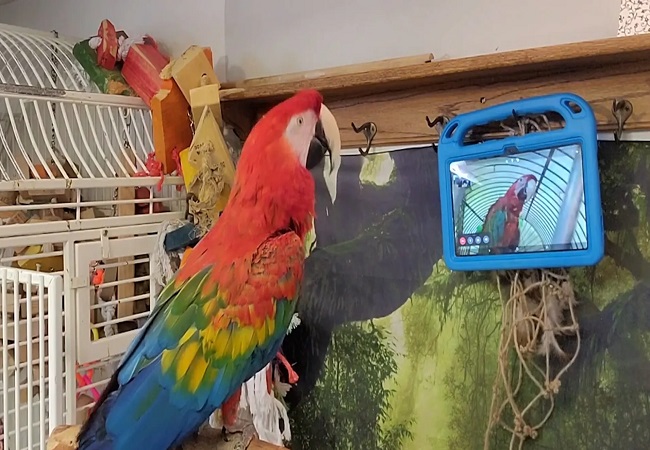 Parrots Video Call : अब तोते भी करने लगे वीडियो कॉल, वैज्ञानिकों के उड़े होश