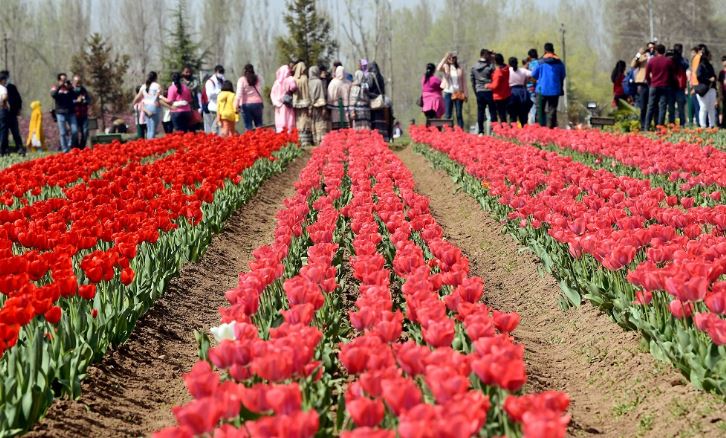Srinagar Tulip Garden : सुंदर नजारों वाला श्रीनगर का ट्यूलिप गार्डन पर्यटकों के लिए हुआ बंद, सैलानियों की रिकॉर्ड संख्या देखी गई