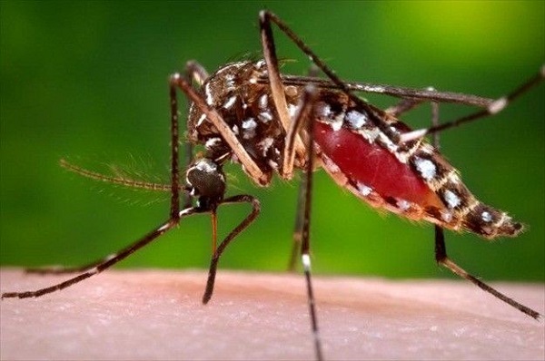 World Malaria Day: मलेरिया के मामलों में दुनिया में चौथे स्थान पर भारत, ये हैं लक्षण और बचने के उपाय