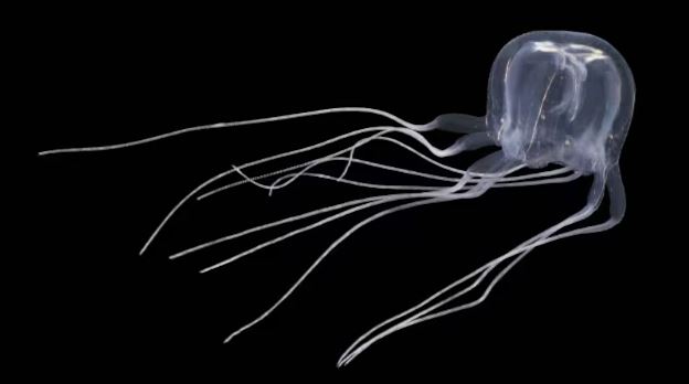 Dangerous Jellyfish : ये है 24 आंखों वाली दुनिया की सबसे खतरनाक जेलीफिश,वैज्ञानिकों ने खोजा
