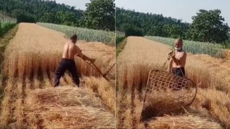 Desi Jugaad Video : किसान ने लगाया गजब जुगाड़, ऐसे मिनटों में की गेहूं की कटाई