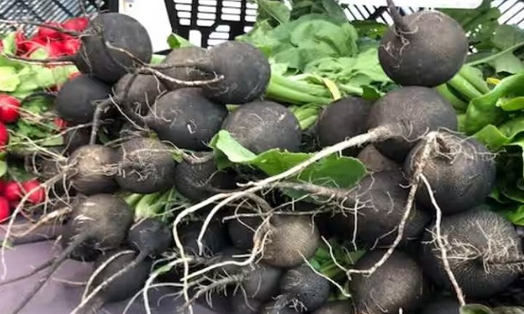 Benefits of black radish: शरीर के लिए संजीवनी है काली मूली, खेती से भी हो रही बंपर कमाई, जानिए इसके फायदे