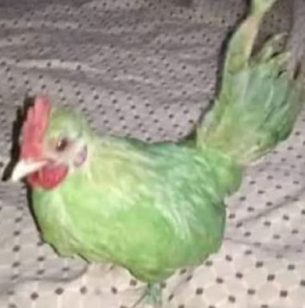 PAKISTANI GREEN HEN